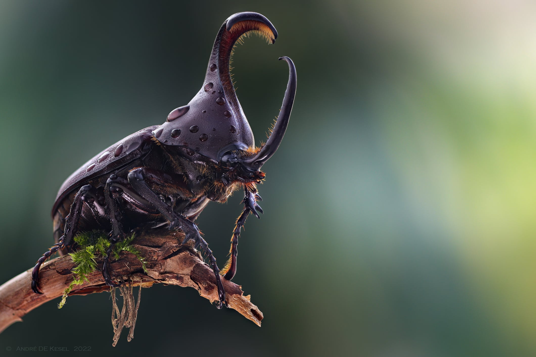 Escarabajo imagen de referencia. Foto: Getty Images.