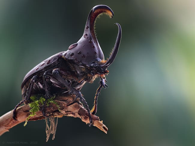 Escarabajo imagen de referencia. Foto: Getty Images.