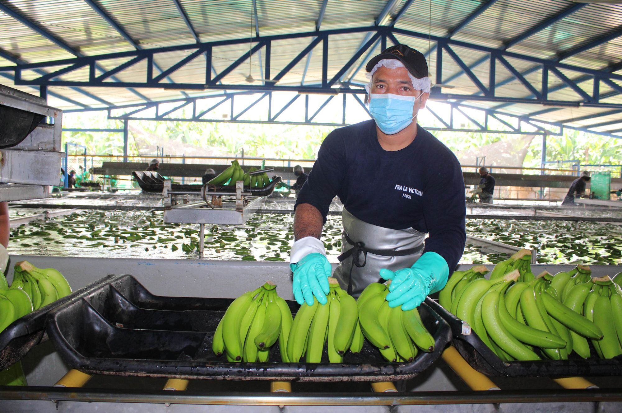 Finca Bananera/ Asbama 