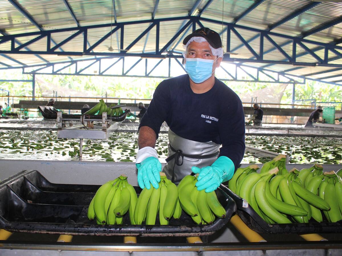 Empresarios solicitan a las autoridades mejorar la seguridad en la Zona Bananera