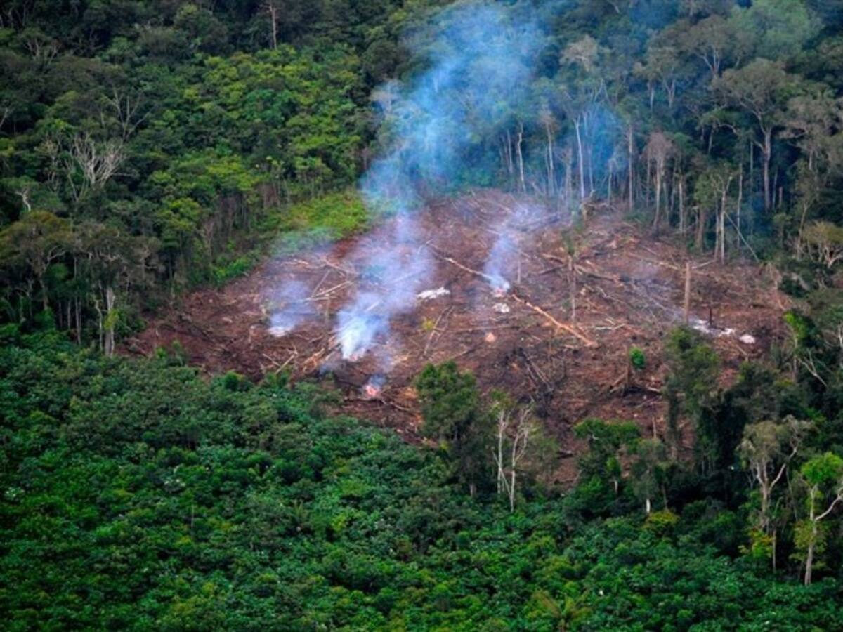 Deforestación en Colombia creció 8% durante el 2020
