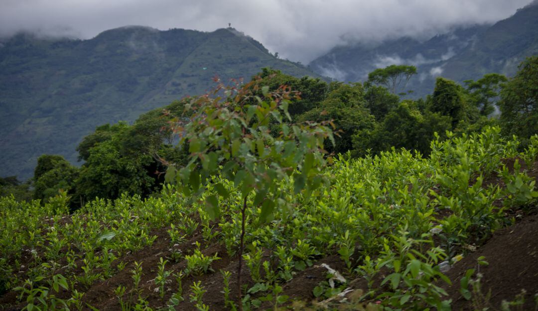 Cultivos de coca.