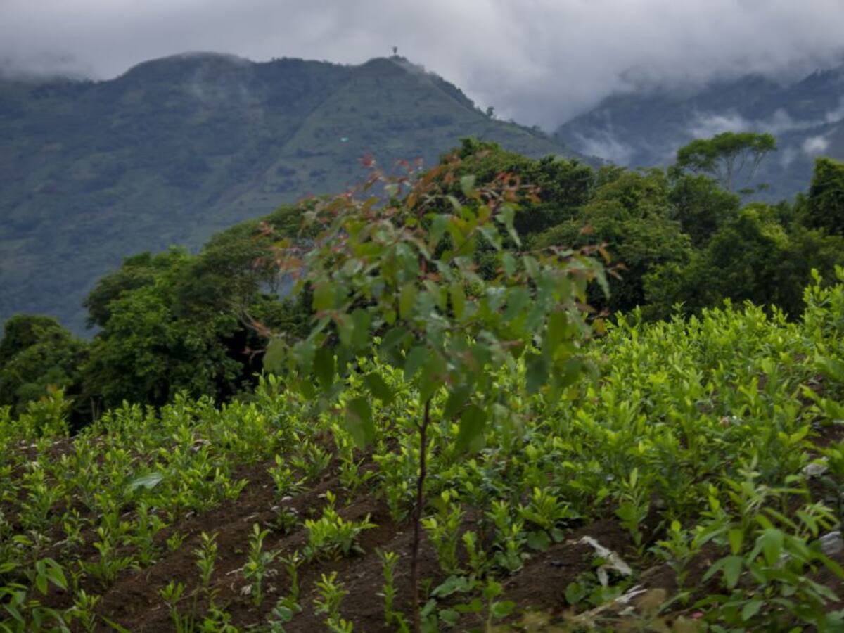 Suspender fumigación no es permiso para sembrar más coca: presidente Petro