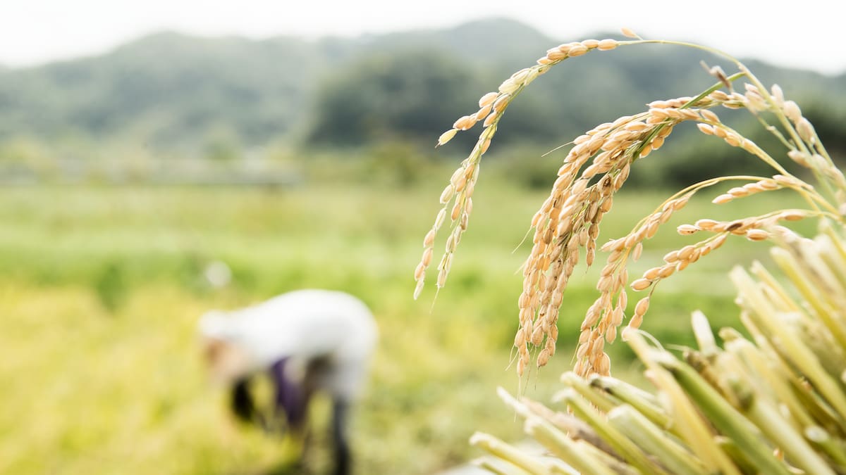 Insumos agropecuarios y ayudas económicas, entre los acuerdos entre Gobierno y arroceros