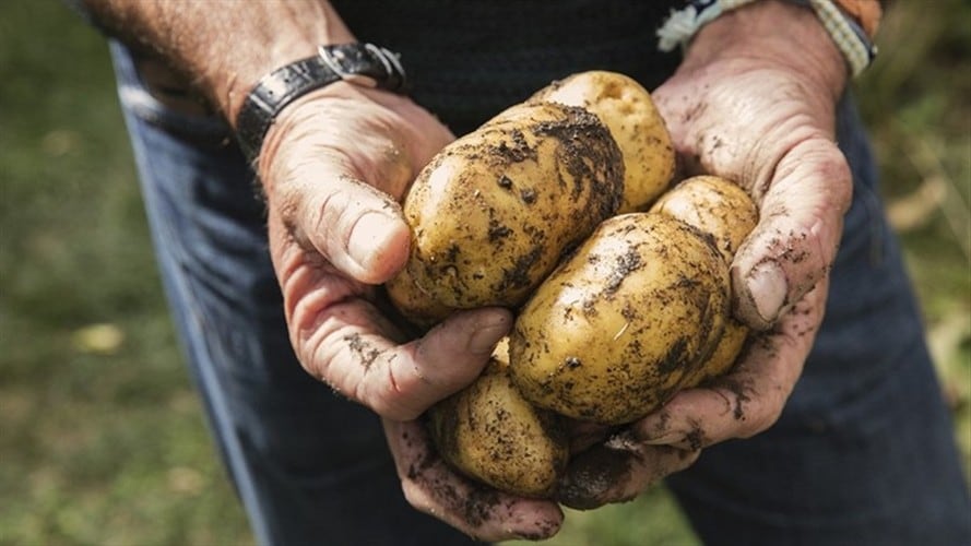 El exgobernador de Boyacá, Carlos Amaya respondió: “Senador, como debe saberlo, la mejor forma de que pequeños productores sean competitivos es asociándose y agregando valor a sus productos”.. Foto: Getty Images
