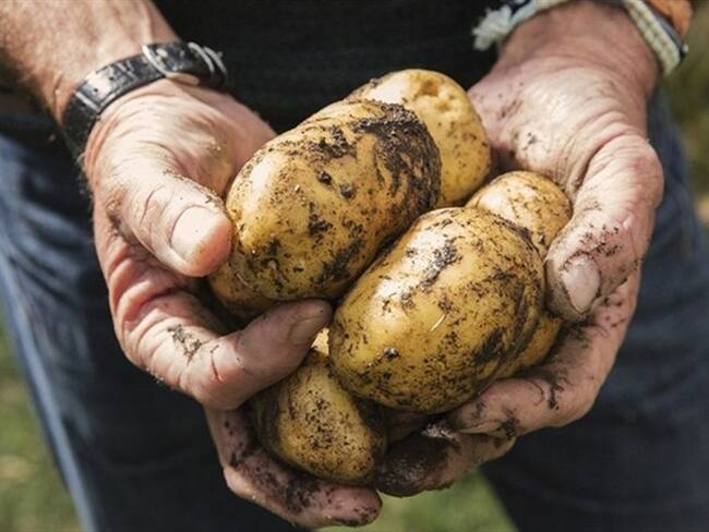 El exgobernador de Boyacá, Carlos Amaya respondió: “Senador, como debe saberlo, la mejor forma de que pequeños productores sean competitivos es asociándose y agregando valor a sus productos”.. Foto: Getty Images