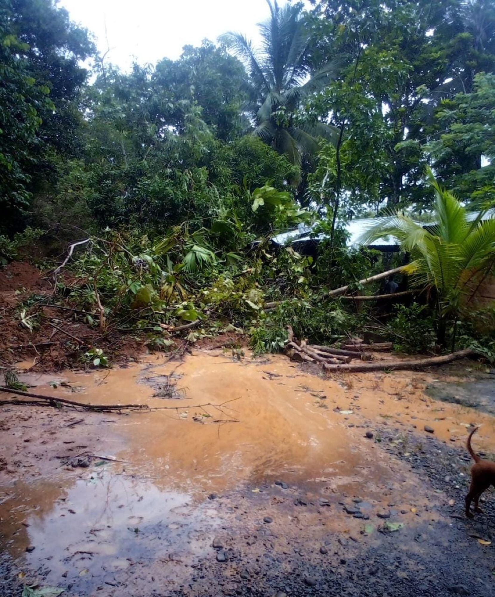 Cerca de 115 familias damnificadas deja avalancha de quebrada en zona rural de Puerto Libertador. Foto: cortesía comunidad Juan José.