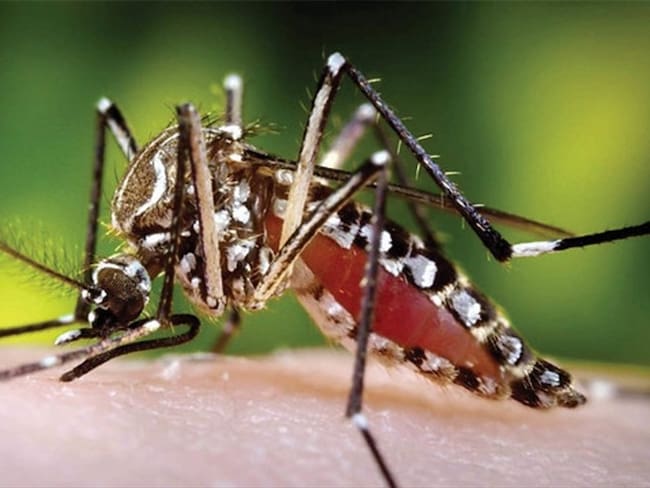 Reportan más de mil casos de dengue en Córdoba. Foto: Colprensa