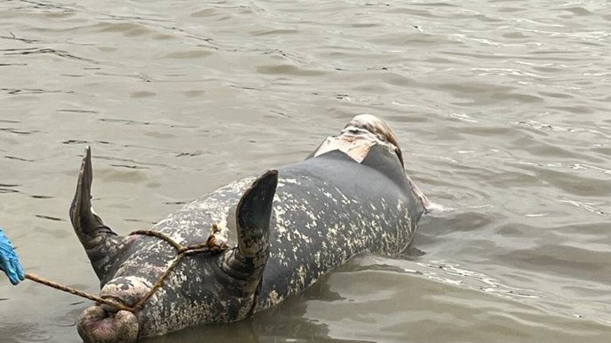 Denuncian la muerte de Manatí en el caño San Silvestre