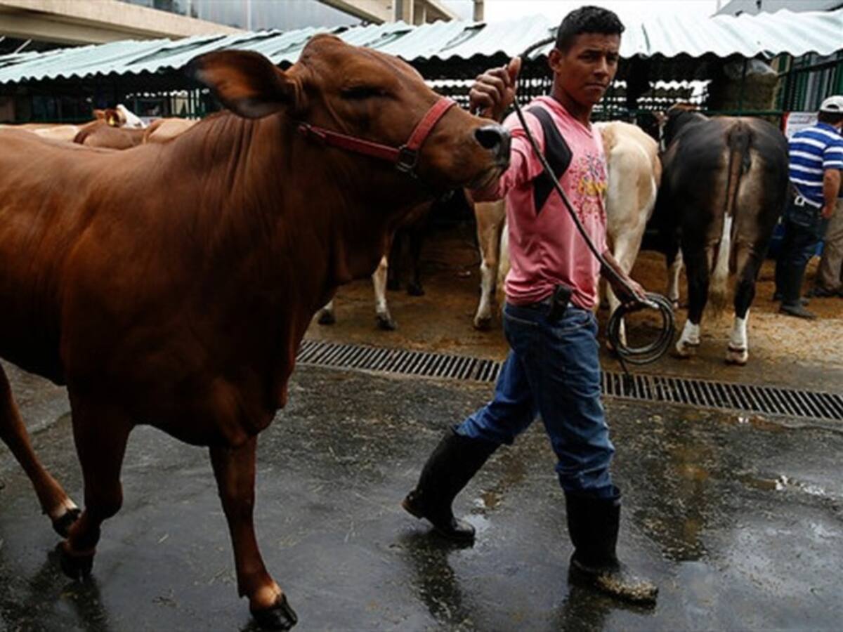 Fedengan pide a los comerciantes del país que no especulen con precios de la carne