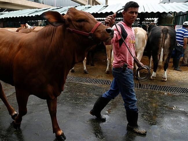 Ganaderos . Foto: Colprensa