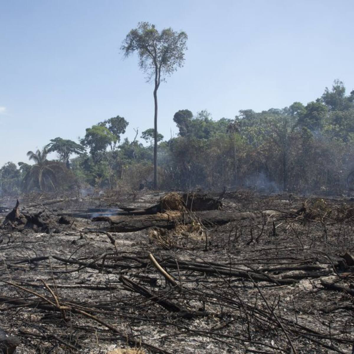 ¿Se acabará la ‘operación Artemisa’? Responde Ministerio de Ambiente
