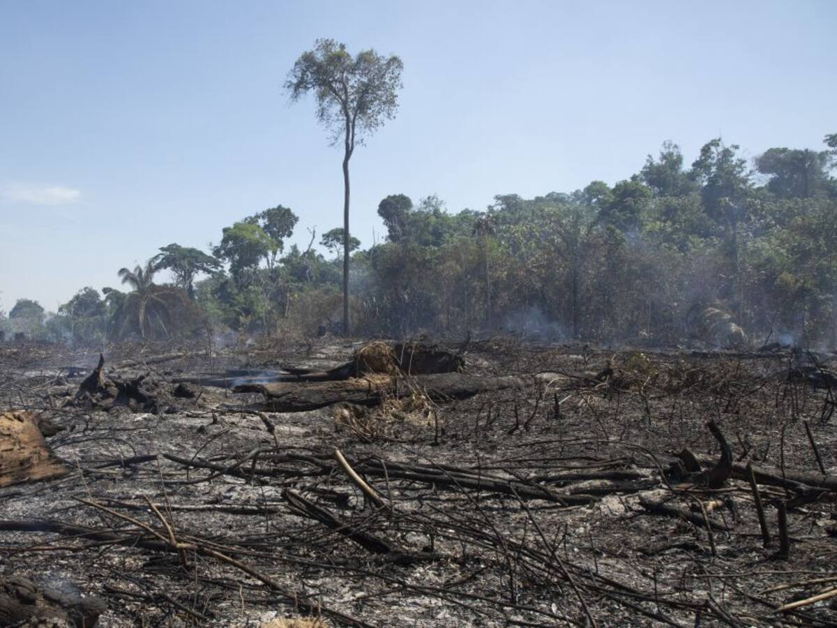 ¿Se acabará la ‘operación Artemisa’? Responde Ministerio de Ambiente