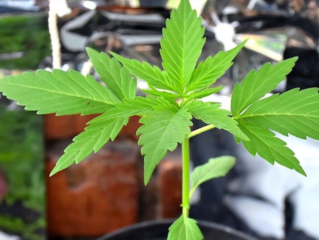 Ministerio de Salud asegura que no hay trabas para el cannabis medicinal