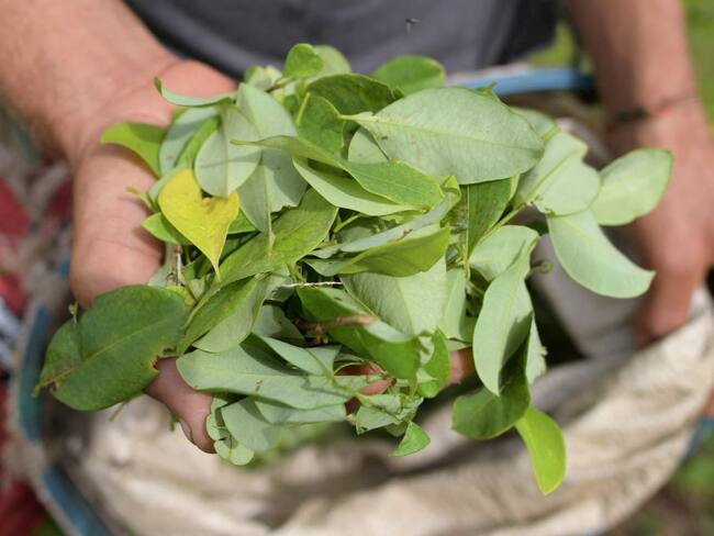 “Récord de cultivos ilícitos en Colombia es una amenaza”: Estados Unidos lanza alerta