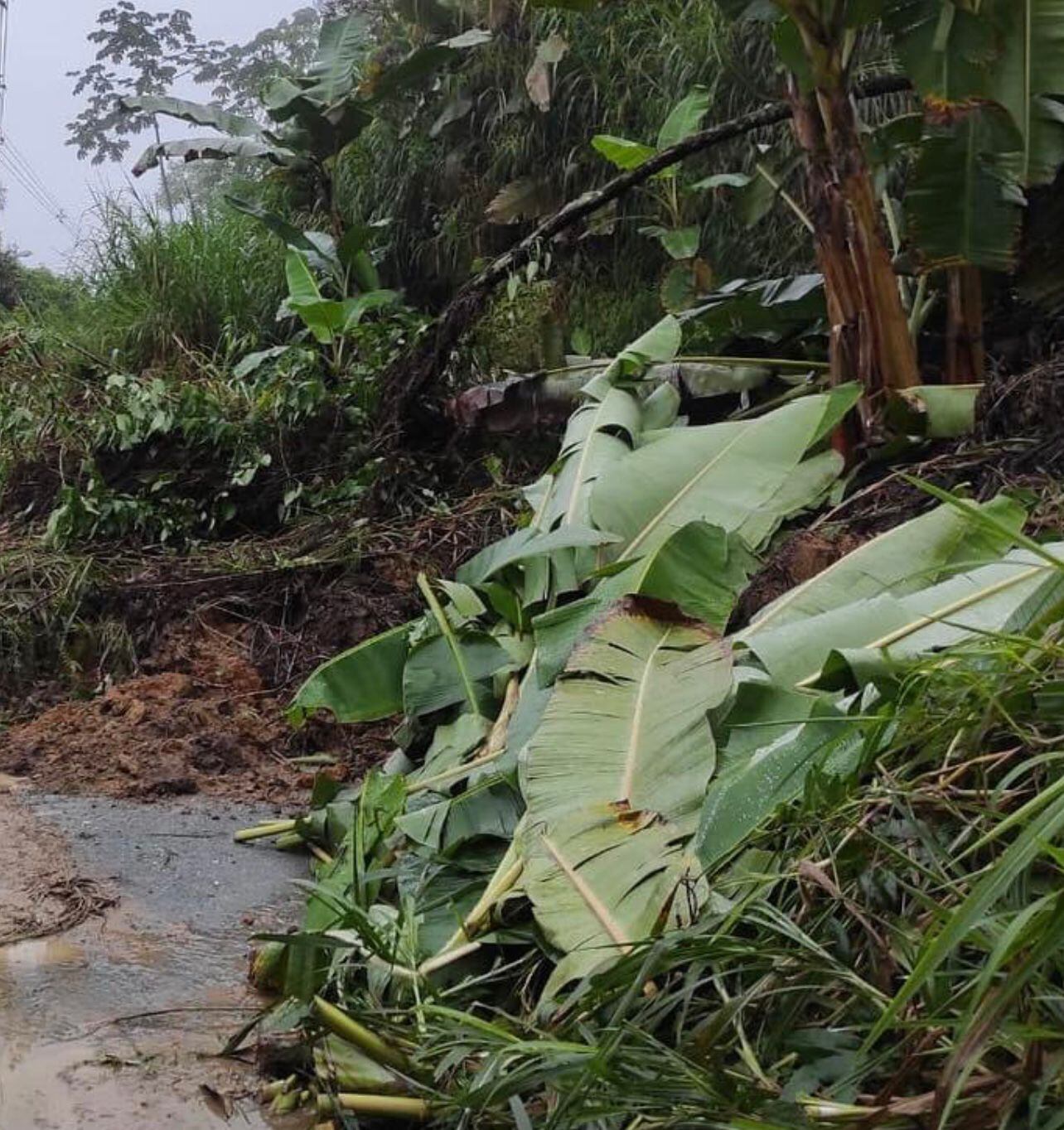 Crédito: Secretaría de Medio Ambiente de Caldas.