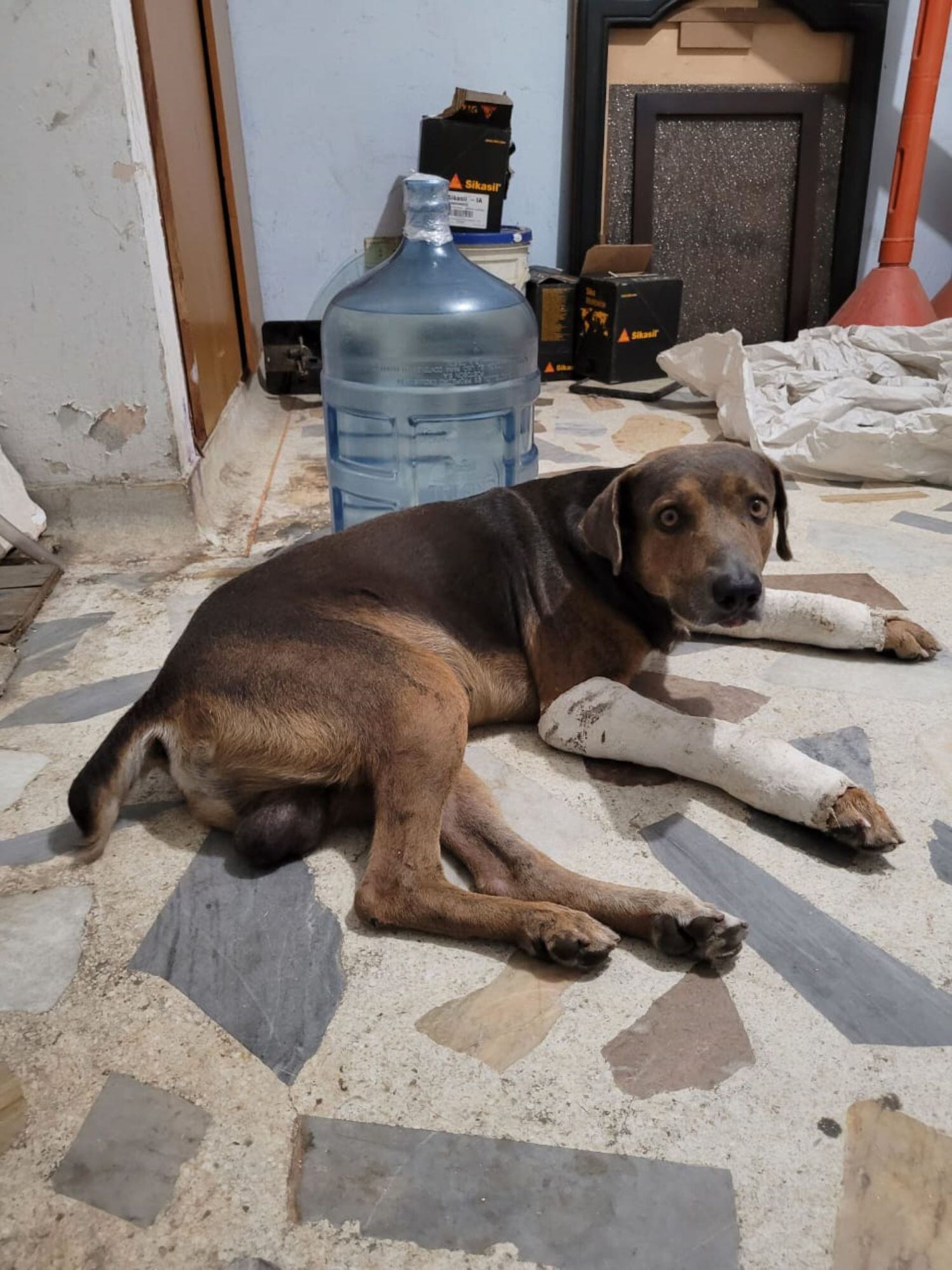 Estado del perro luego de la caída/ Alcaldía de Santa Marta