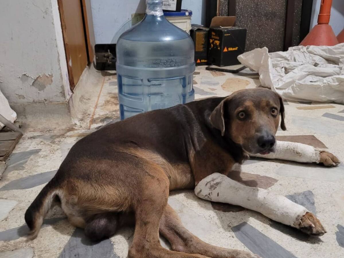 Distrito rechaza presunto maltrato animal en contra de un perro en Santa Marta