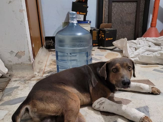Estado del perro luego de la caída/ Alcaldía de Santa Marta 