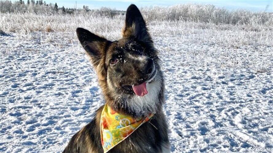 Perro que fue atacado por su madre. Foto: Instagram: bestboybrodie