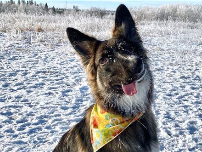 Perro que fue atacado por su madre. Foto: Instagram: bestboybrodie