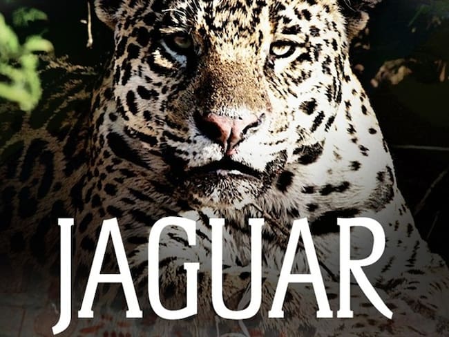 El documental “Jaguar: voz de un territorio” estará disponible en las salas de cine de Colombia. Foto: Cortesía