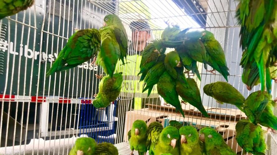 Durante el operativo se logró la captura de una persona.. Foto: Cortesía Secretaría de Ambiente