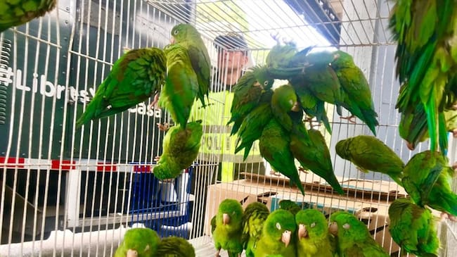 Durante el operativo se logró la captura de una persona.. Foto: Cortesía Secretaría de Ambiente