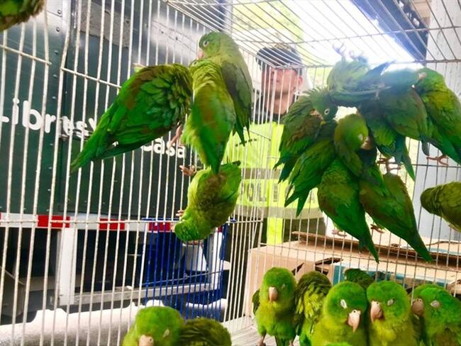 Durante el operativo se logró la captura de una persona.. Foto: Cortesía Secretaría de Ambiente