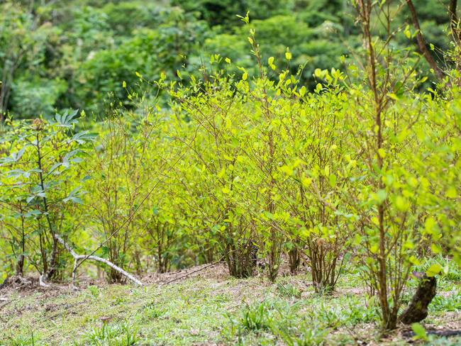 Referencia de plantación de coca. Foto: Getty Images.