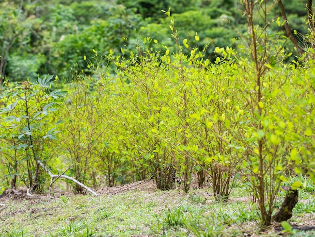 Referencia de plantación de coca. Foto: Getty Images.