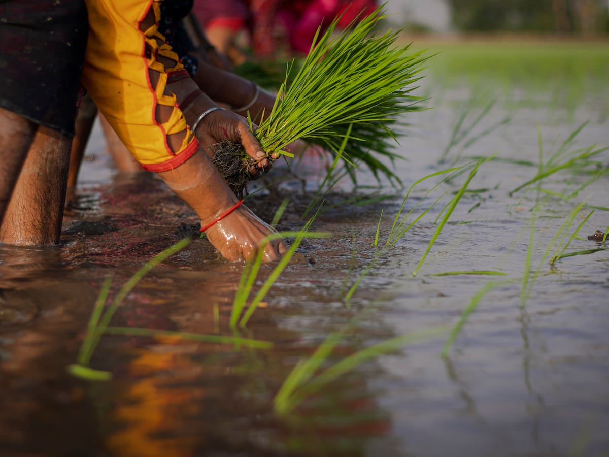 Gobernadores hacen propuesta al Gobierno Nacional ante inminente paro arrocero