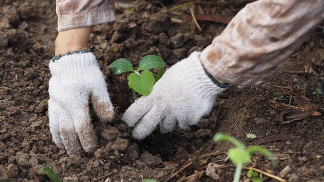 La Sociedad Siembra Más S.A.S. es la encargada de sembrar árboles en Barranquilla por los próximos 20 años. Foto: Getty Images