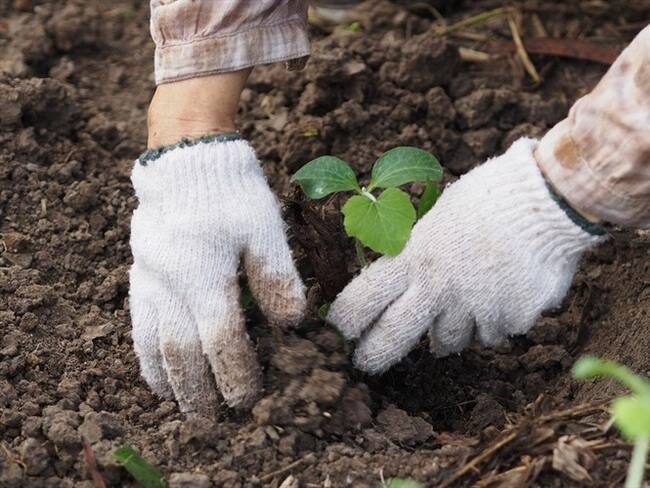 La Sociedad Siembra Más S.A.S. es la encargada de sembrar árboles en Barranquilla por los próximos 20 años. Foto: Getty Images