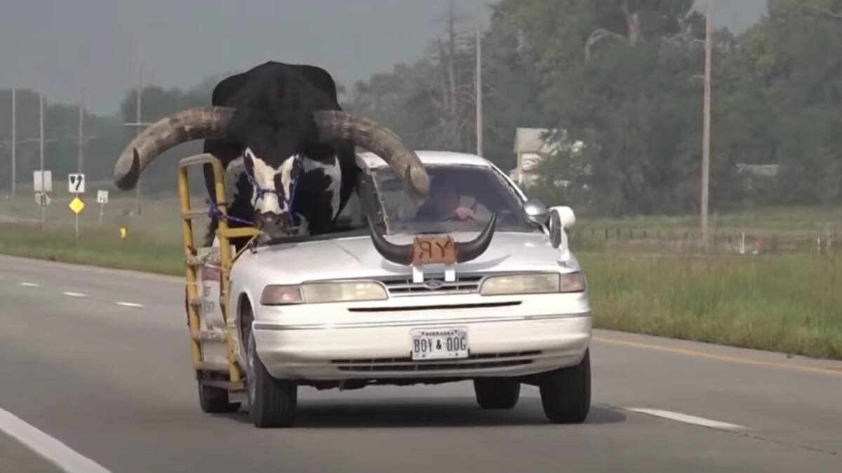 ¡De no creer! Hombre llevó a un toro con enormes cachos en el asiento del copiloto