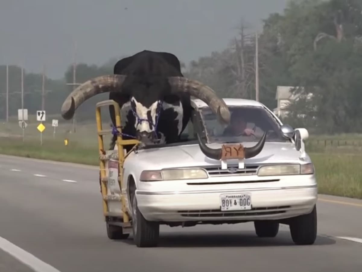 ¡De no creer! Hombre llevó a un toro con enormes cachos en el asiento del copiloto