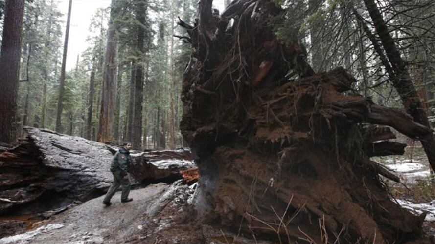 Las recientes tormentas que han azotado California han causado la caída de numerosos árboles, algunos majestuosos. Imagen tomada de BBC Mundo.