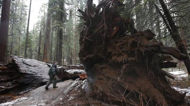 Las recientes tormentas que han azotado California han causado la caída de numerosos árboles, algunos majestuosos. Imagen tomada de BBC Mundo.