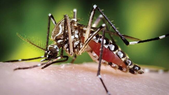 El mosquito Aedes Aegypti. Foto: Colprensa