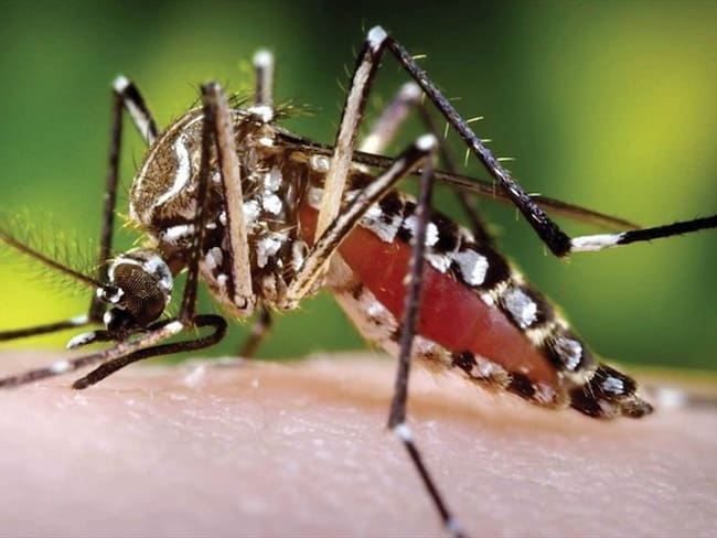 El mosquito Aedes Aegypti. Foto: Colprensa