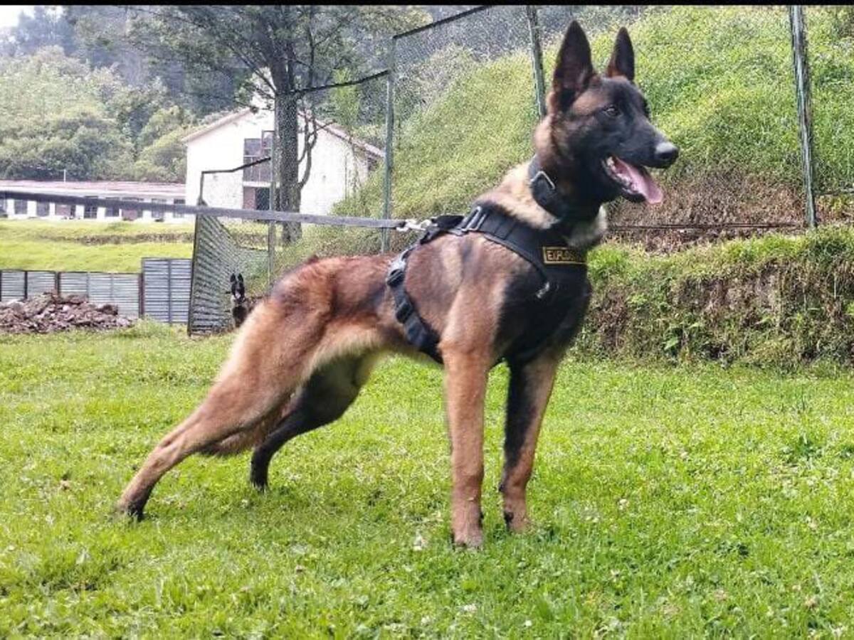 ¿Apareció Wilson? Qué ha pasado con la búsqueda del perro rescatista