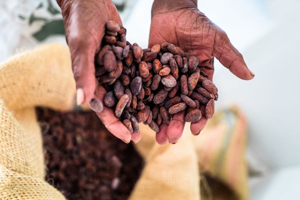 Producción de cacao. Foto de referencia: Getty Images.