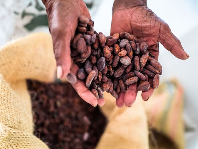 Producción de cacao. Foto de referencia: Getty Images.