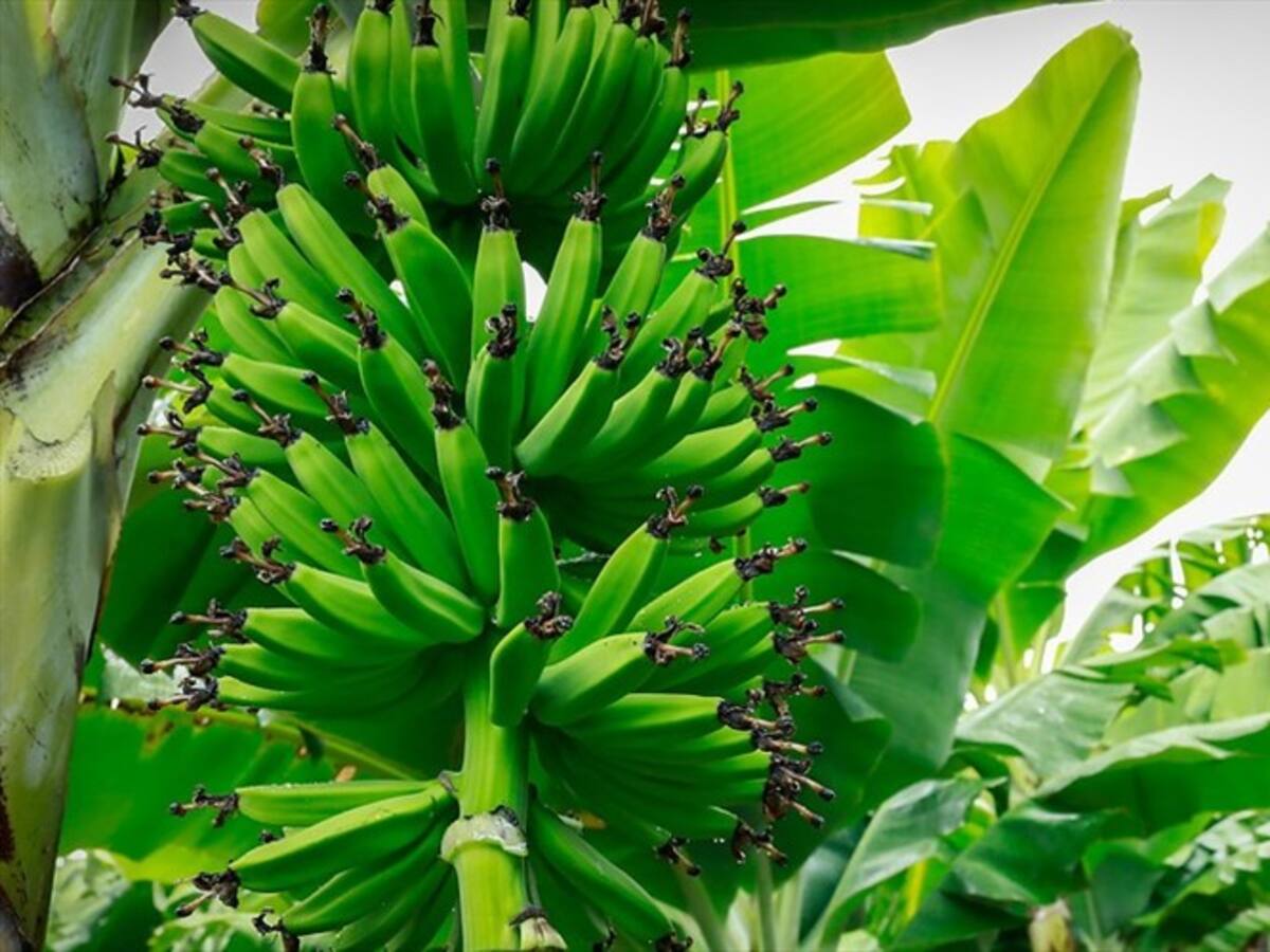 Avanza contención del Fusarium Raza 4 Tropical que afecta la plantaciones de banano