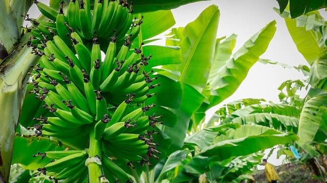 Avanza contención del Fusarium Raza 4 Tropical que afecta la plantaciones de banano. Foto: Colprensa