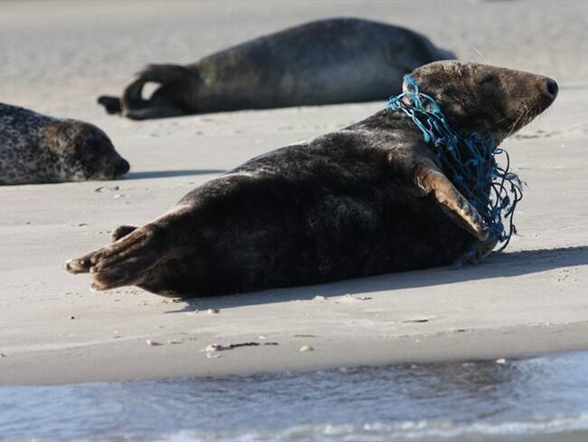 Según WWF, las artes de pesca abandonadas, perdidas o arrojadas al mar son el tipo de contaminación plástica más letal para la vida marina. Foto: Pixabay