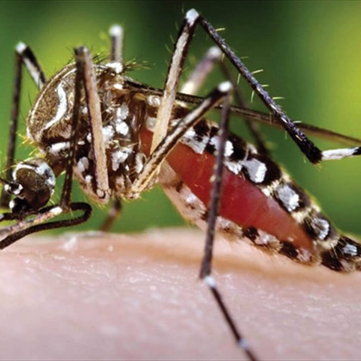 Aumento de casos de dengue en el Magdalena