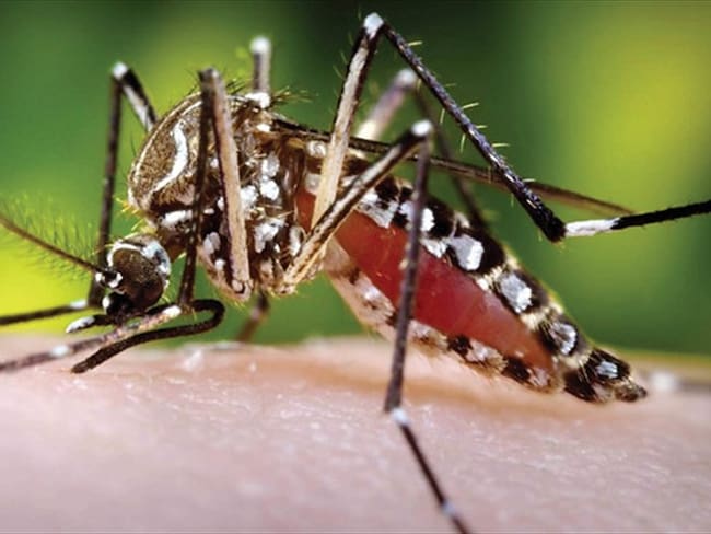 Aumento de casos de dengue en el Magdalena / imagen de referencia. Foto: Colprensa