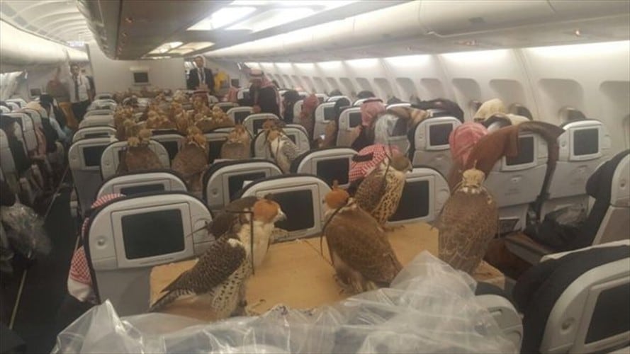 ¿Pasajeros inusuales?: la curiosa práctica de los halcones que vuelan... en avión. Foto: BBC Mundo.