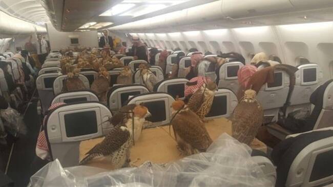 ¿Pasajeros inusuales?: la curiosa práctica de los halcones que vuelan... en avión. Foto: BBC Mundo.